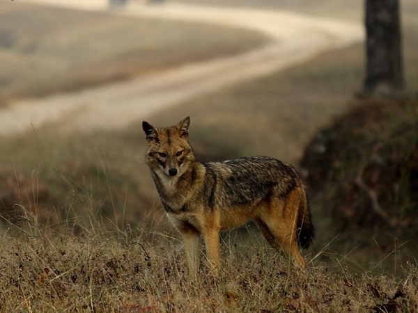 பெஞ்ச் நேஷனல் பார்க்