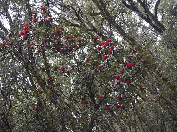 கார்வால்