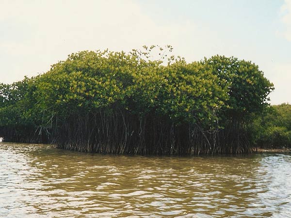 பிச்சாவரம் போகலாம். பிச்சாவரம் போகலாம்.