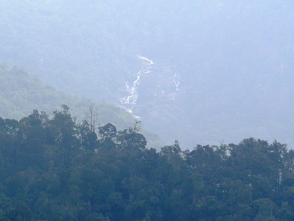 பூஞ்சோலை பூஞ்சோலை