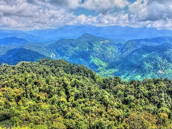 தலநார் சோலைக் காடு