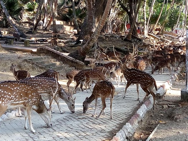 வேட்டை விளையாட்டுகள்