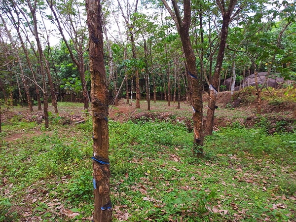 புத்தேன் பள்ளி புத்தேன் பள்ளி