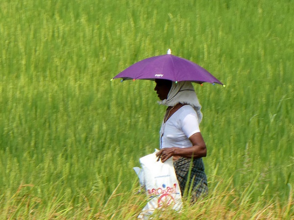  வேம்பநாடு குட்டநாடு