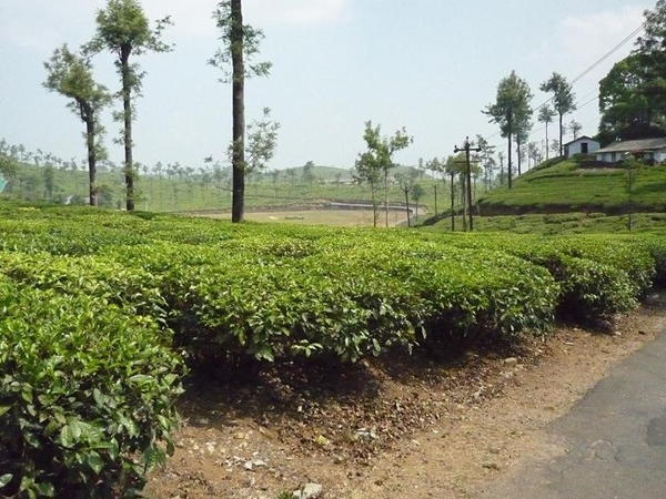 மாஞ்சோலை மலை மாஞ்சோலை மலை