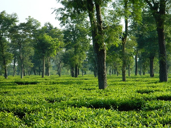 திப்ருகர் திப்ருகர்