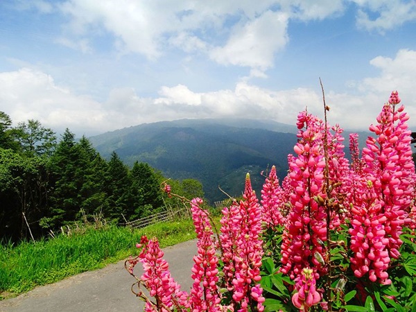 சிக்கிமில் திரிய