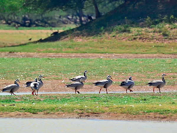 கூந்தன்குளம் பறவைகள் சரணாலயம் கூந்தன்குளம் பறவைகள் சரணாலயம்