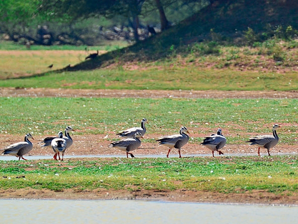 கூந்தன்குளம் பறவைகள் சரணாலயம்