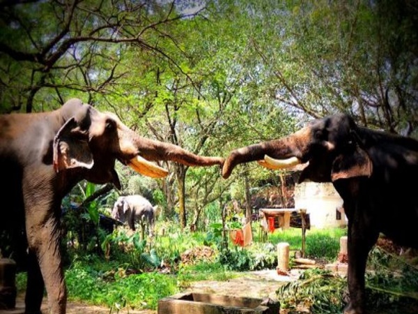 திருவிழாக்கள்