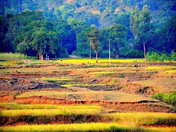சுங்கரிமெட்டா பாதுகாப்பு காடுகள்