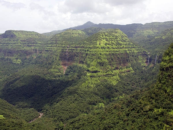 காட்டுயிர் வாழ்க்கை