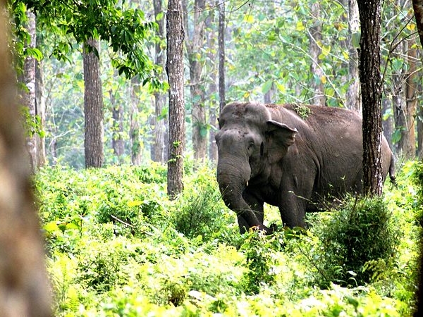 விலங்குகள் சரணாலயம்