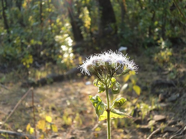 தேவ்குந்த்