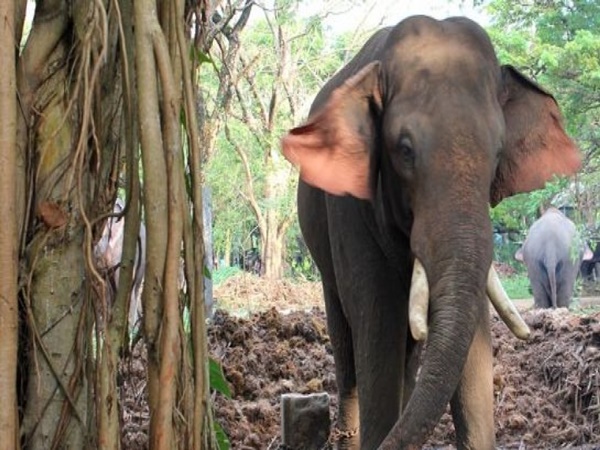  ஆனயோட்டம்