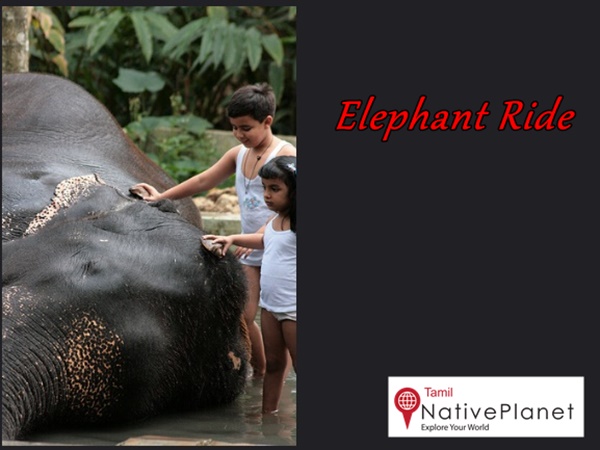 தேக்கடி யானை