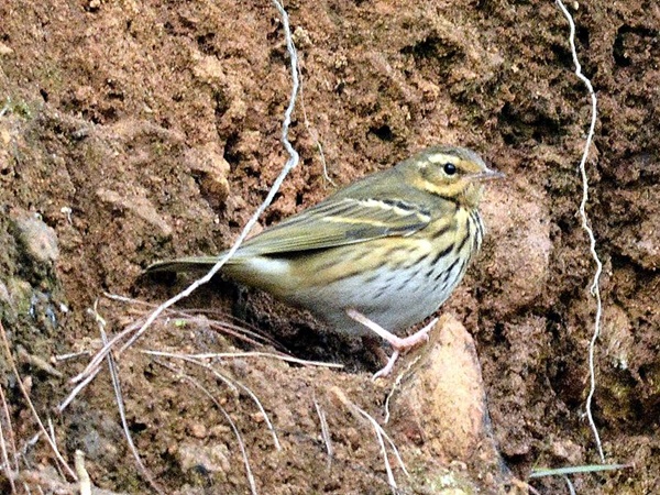 விலங்குகள் பறவைகள்