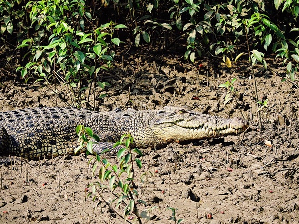 தேசியப்பூங்கா தேசியப்பூங்கா