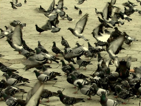 புறாக்களின் அணிவகுப்பு