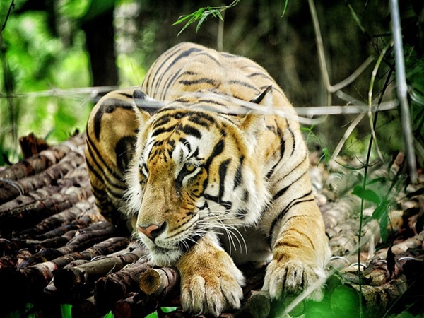 சாத்பீர் வனவிலங்கு பூங்கா சாத்பீர் வனவிலங்கு பூங்கா