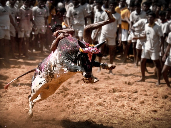 ஜல்லிக்கட்டு ஜல்லிக்கட்டு