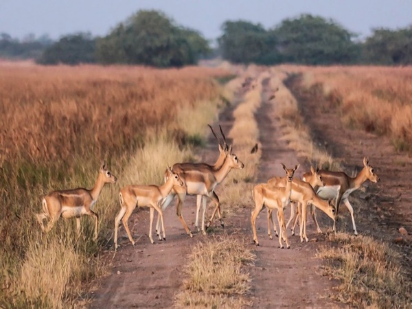 சந்தெளளி நகரம் 