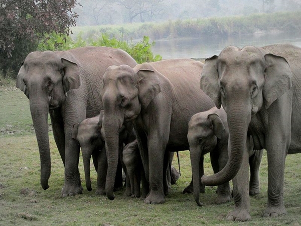 யானைகள் சரணாலயம் யானைகள் சரணாலயம்