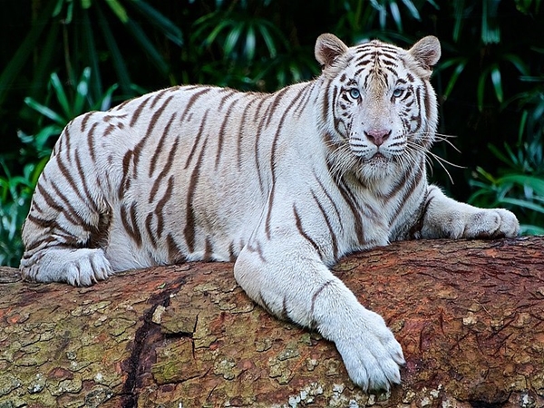 ராயல் பெங்கால் புலி ராயல் பெங்கால் புலி