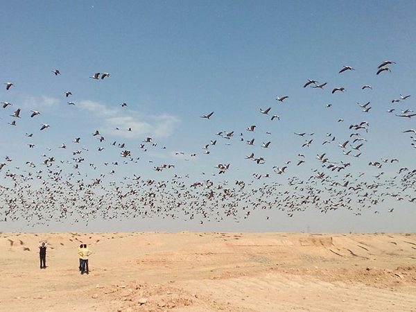 கீச்சன் 