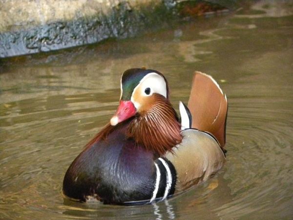 அலிபூர் விலங்கியல் பூங்காவுக்கு ஒரு பயணம்
