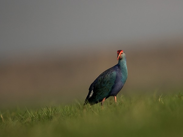  பரப்பளவு | பறவை வகைகள்