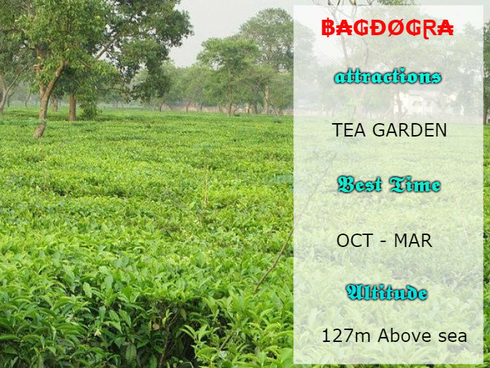 பக்தோக்ரா எனும் அழகிய தேயிலைத் தோட்டம் 