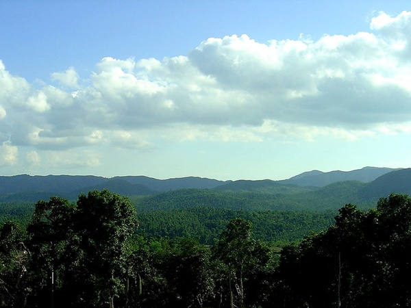  இந்தியாவின் காபி உற்பத்தியில் சிறந்த மாநிலங்கள்