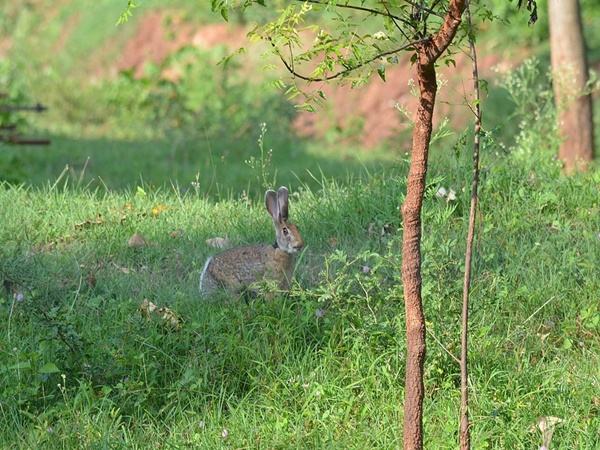 டாப்ஸ்லிப் அருமையான புகைப்படம் 7