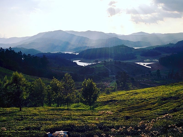 வெலிங்க்டன்