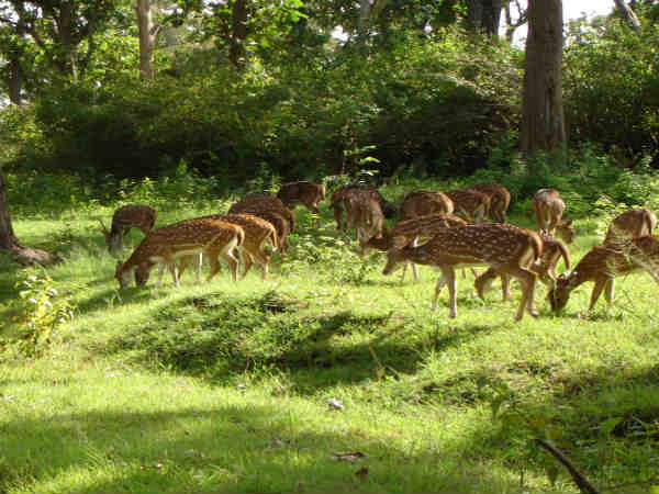  விலங்குகளுடன் ஒரு உயிர்ப்பு பயணம்