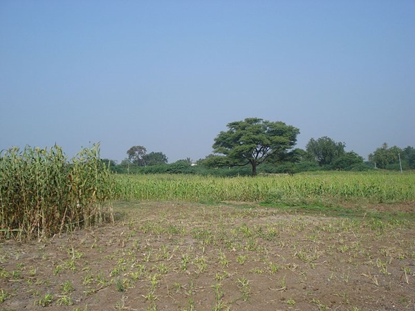 மாருதி ரோடு