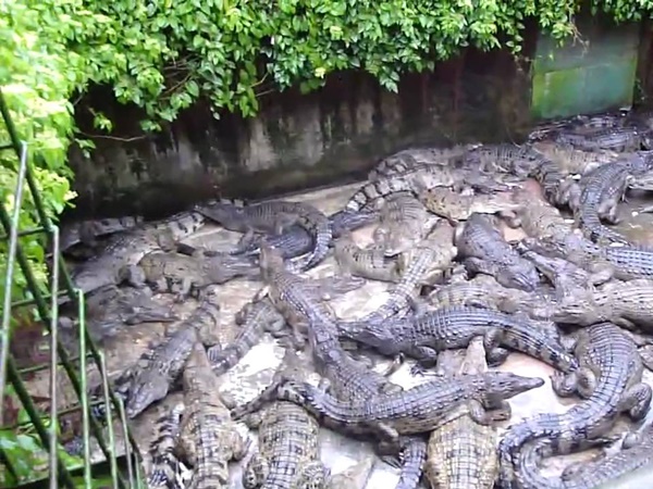 முதலைப் பூங்கா