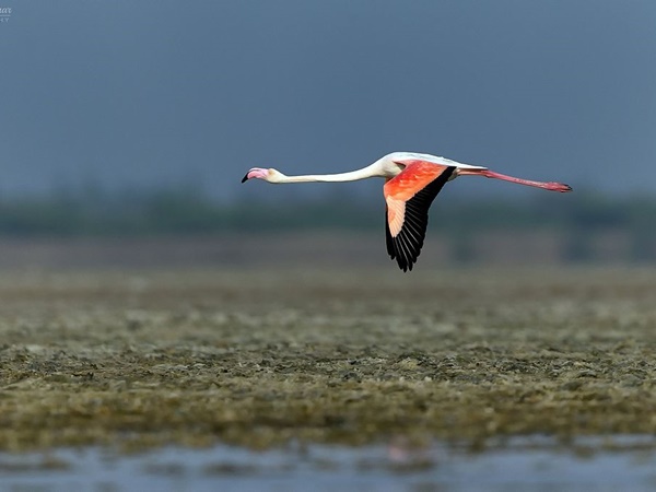 பழவேற்காடு ஏரி சுற்றுலா