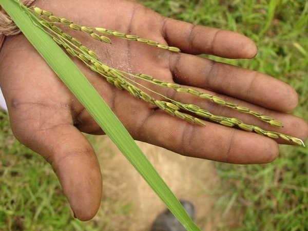 ஜஷ்பூர் அட்டாகாச மலைகளும் அழகு நீர்வீழ்ச்சிகளும்!