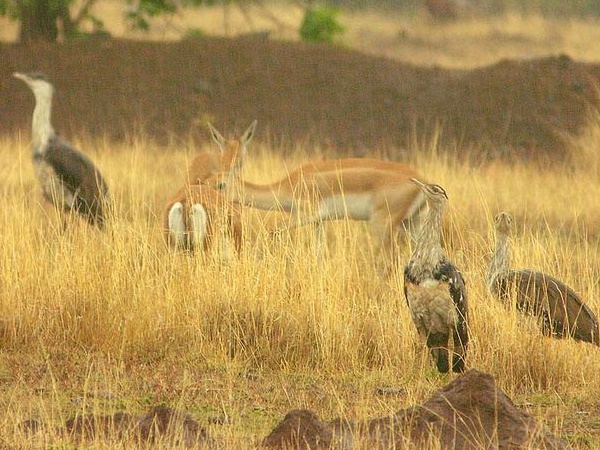 இயற்கையும் உயிரினங்களும்
