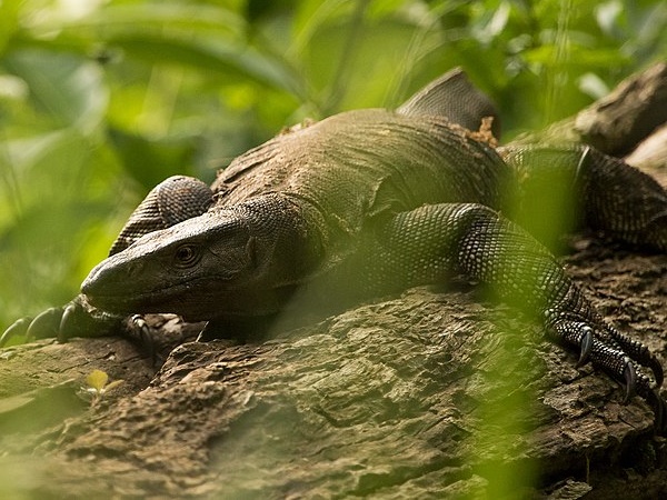  மற்ற பூச்சி இனங்கள்