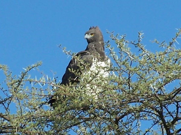  மனிதனை துன்புறுத்தும் கழுகு