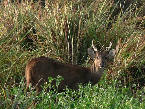  பிர் தலாப் வனவிலங்கு பூங்கா