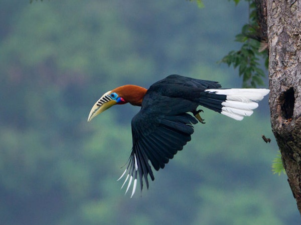 டார்ஜீலிங் 