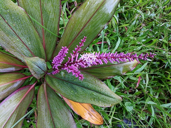  அரிய வகை உயிரினங்கள்