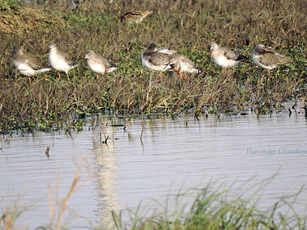  துணிச்சல் மிகுந்த வீரன்