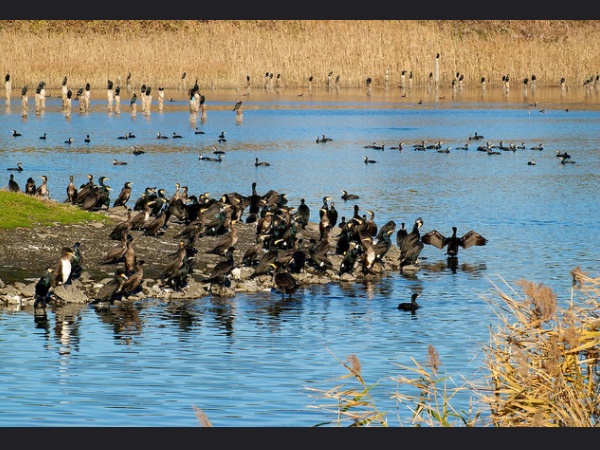  நீர் பறவை சரணாலயம்