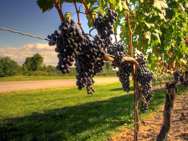  பழங்களுக்காக நீலகிரி