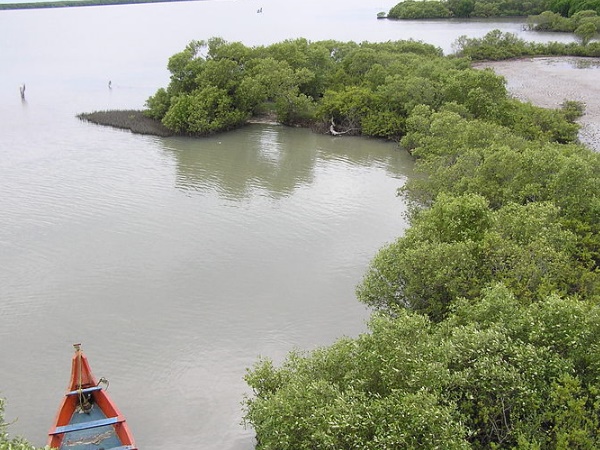 அலையத்தி காடு